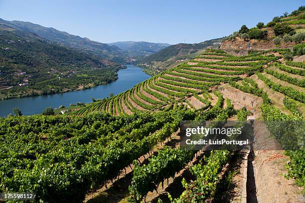 douro valley - wijngaard stockfoto's en -beelden
