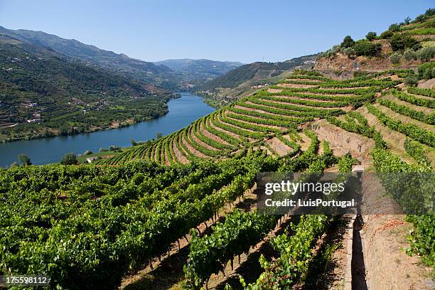 douro valley - portugal bildbanksfoton och bilder