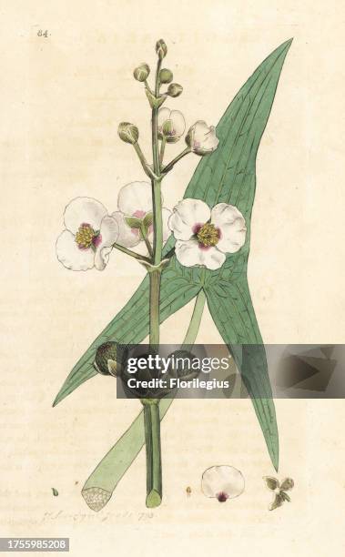 Common arrowhead, Sagittaria sagittifolia. Handcoloured copperplate engraving after an illustration by James Sowerby from James Smith's English...