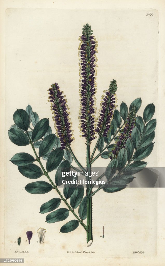False indigo-bush, Amorpha fruticosa