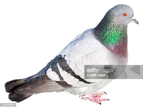 isolated pigeon on white background - white pigeon stock pictures, royalty-free photos & images