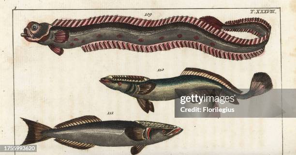 Red band-fish, Cepola macrophthalma 109, sharksucker, Echeneis naucrates 110, and remora, Remora remora 111. Handcolored copperplate engraving from...
