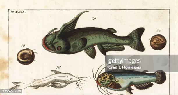 Soldier catfish, Osteogeneiosus militaris 79, and driftwood catfish, Trachelyopterus galeatus 80. Handcolored copperplate engraving after Jacob...