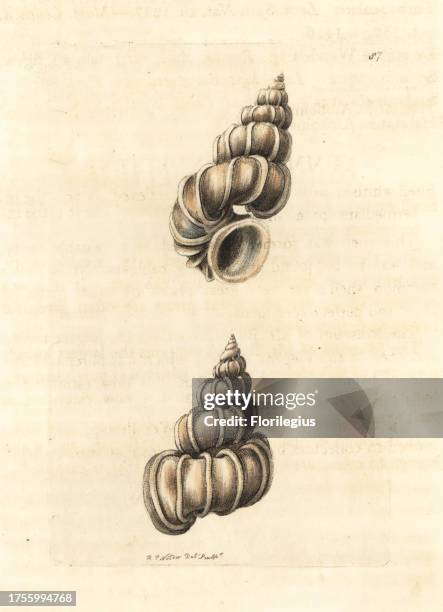 Precious wentletrap, Epitonium scalare . Handcoloured copperplate engraving drawn and engraved by Richard Polydore Nodder from William Elford Leach's...