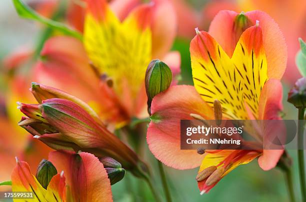 peruvian lily, alstroemeria cultivar, flowers - alstromeria stock pictures, royalty-free photos & images