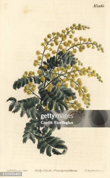 Downy wattle, Acacia pubescens, vulnerable . Handcoloured copperplate engraving by F. Sansom Jr. After an illustration by Sydenham Edwards from...