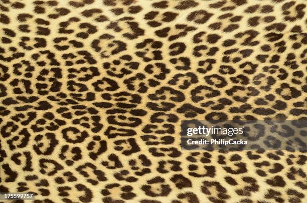 leopardo ocultar - patrón de leopardo fotografías e imágenes de stock