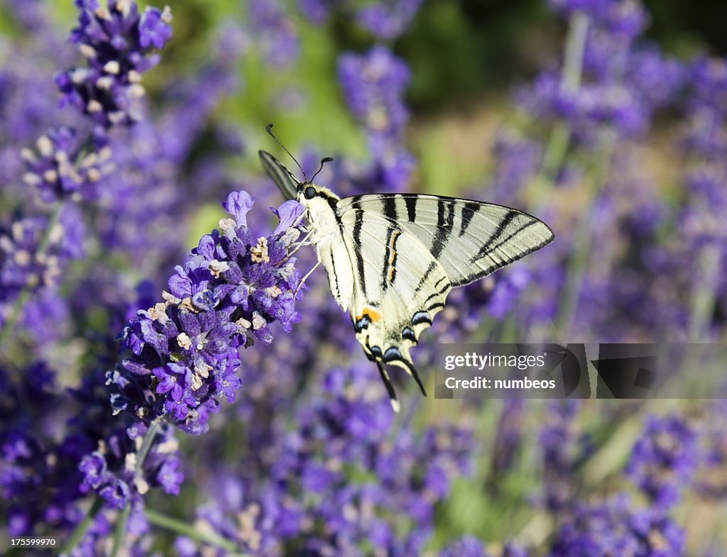 Lavender and butterfly