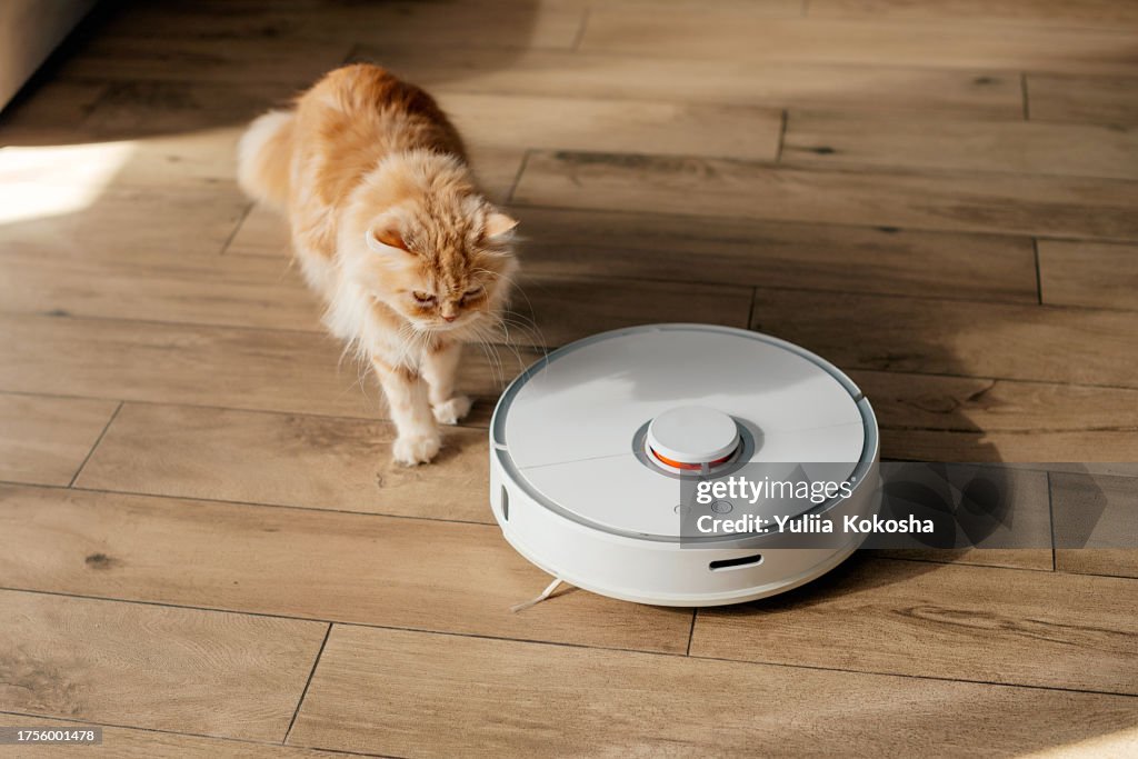 Cat and robot vacuum cleaner