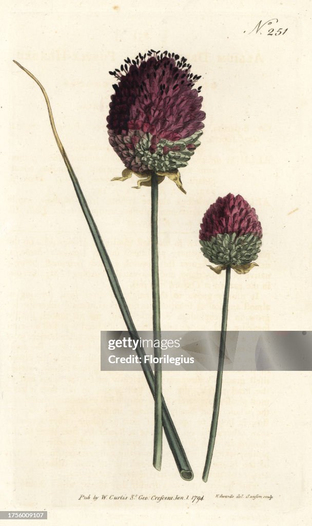 Round-headed garlic, Allium sphaerocephalon