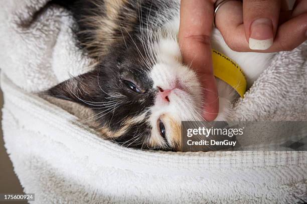 kitten comforted by veterinary technician post surgery - postoperatief stockfoto's en -beelden