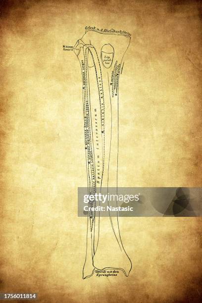 Tibia Labeles 1,330 Skeletal System With Labels Stock Photos, High-Res Pictures, and ...