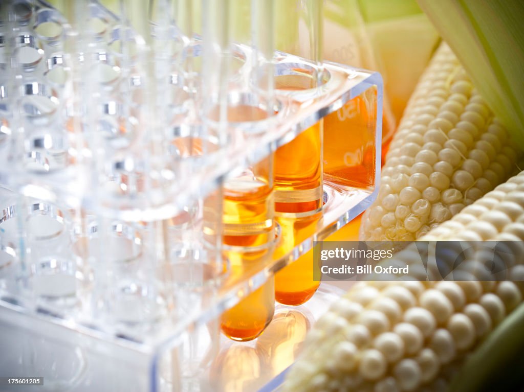 Biofuel or Corn Syrup