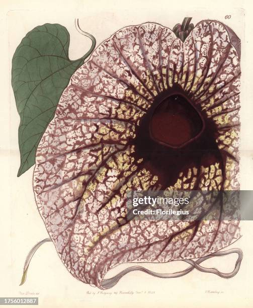 Pelican flower, Aristolochia grandiflora . Handcoloured copperplate engraving by George Barclay after an illustration by Miss Sarah Drake from...