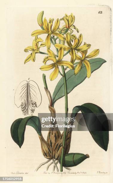 Cattleya crispata orchid . Handcoloured copperplate engraving by George Barclay after an illustration by Miss Sarah Drake from Edwards' Botanical...