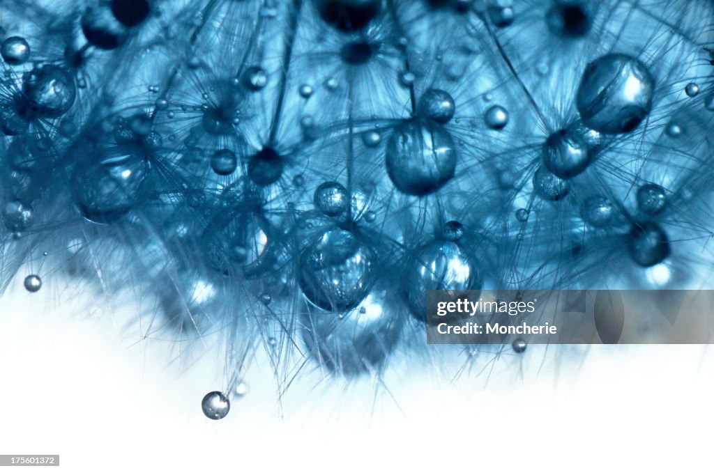 Water drops on dandelion