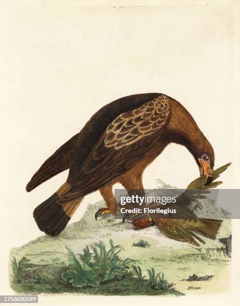 Golden eagle, Aquila chrysaetos, and African fire finch, Lagonosticta species. Handcoloured copperplate engraving by Peter Brown from his New...