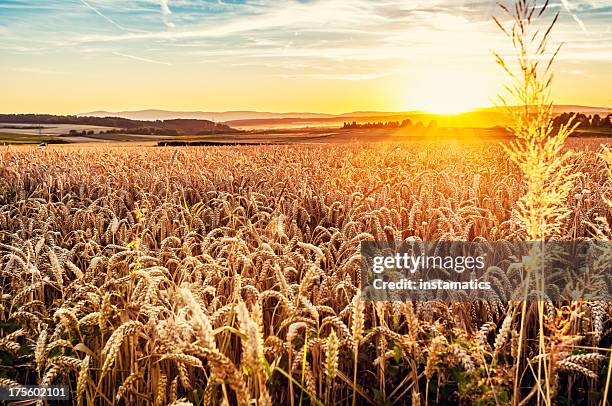 sunny evening grainfield - rogge graan stockfoto's en -beelden