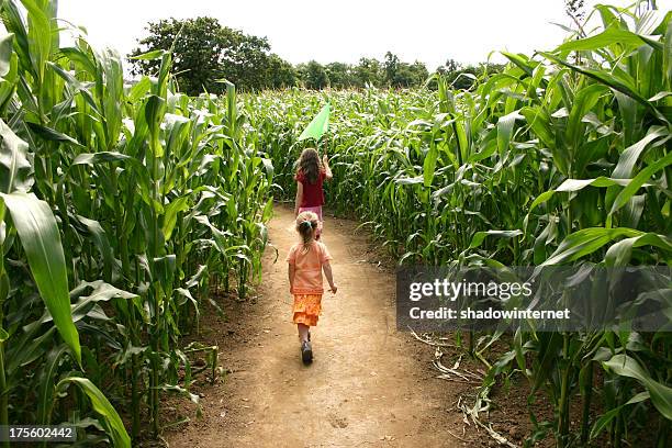 going through the maize - hide seek stock pictures, royalty-free photos & images