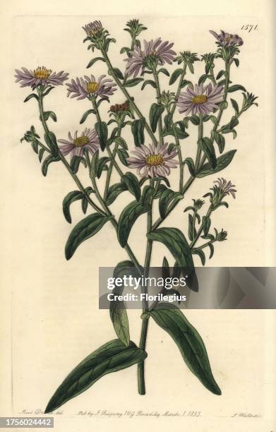 New York aster, Symphyotrichum novi-belgii . Handcoloured copperplate engraving by S. Watts after an illustration by Miss Drake from Sydenham...