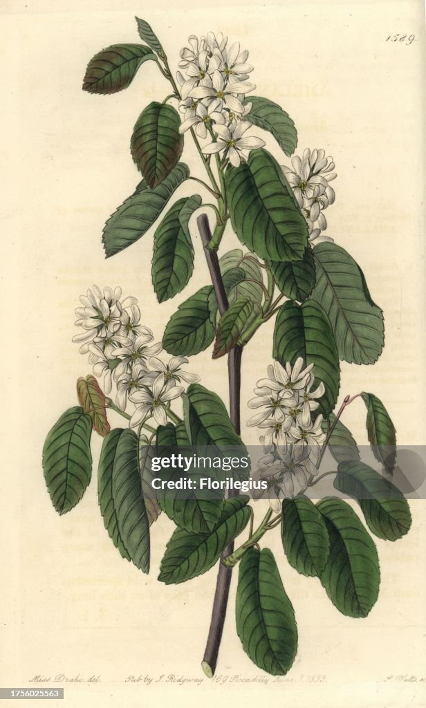 Florida serviceberry