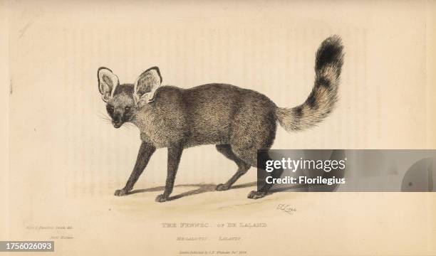 Bat eared fox, Otocyon megalotis lalandi . Handcoloured copperplate engraving by Thomas Landseer after an illustration by Charles Hamilton Smith from...