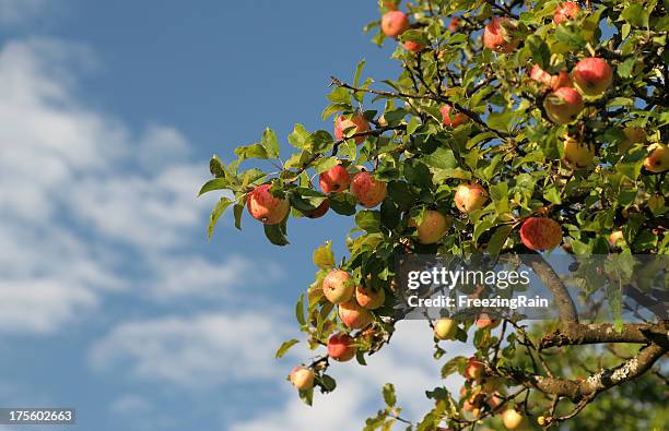 part of a apple tree - low hanging fruit stock pictures, royalty-free photos & images