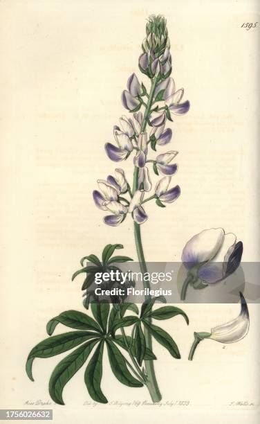 Riverbank lupine, Lupinus rivularis. Handcoloured copperplate engraving by S. Watts after an illustration by Miss Drake from Sydenham Edwards' "The...