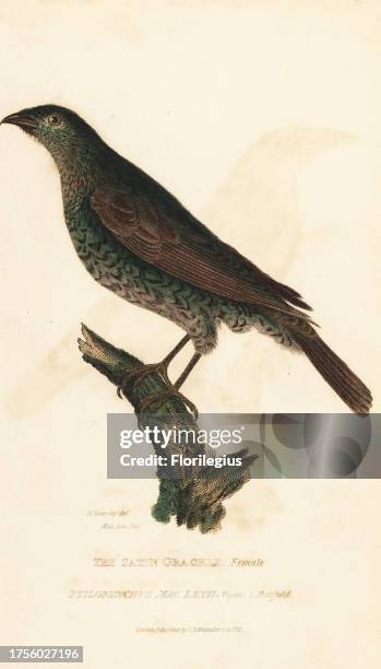 Satin bowerbird, female, Ptilonorhynchus violaceus . Handcoloured engraving after an illustration by H. Kearsley from a specimen in the Linnean...