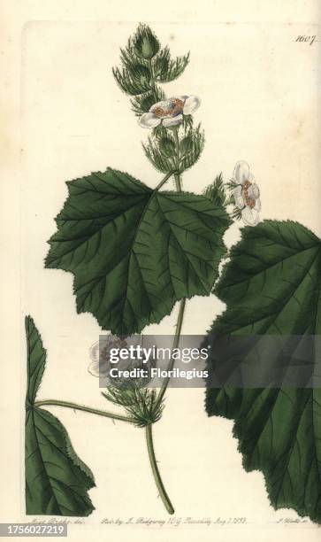 Dewy bramble, Rubus alceifolius native to Sumatra and Java. Handcoloured copperplate engraving by S. Watts after an illustration by Miss Drake from...