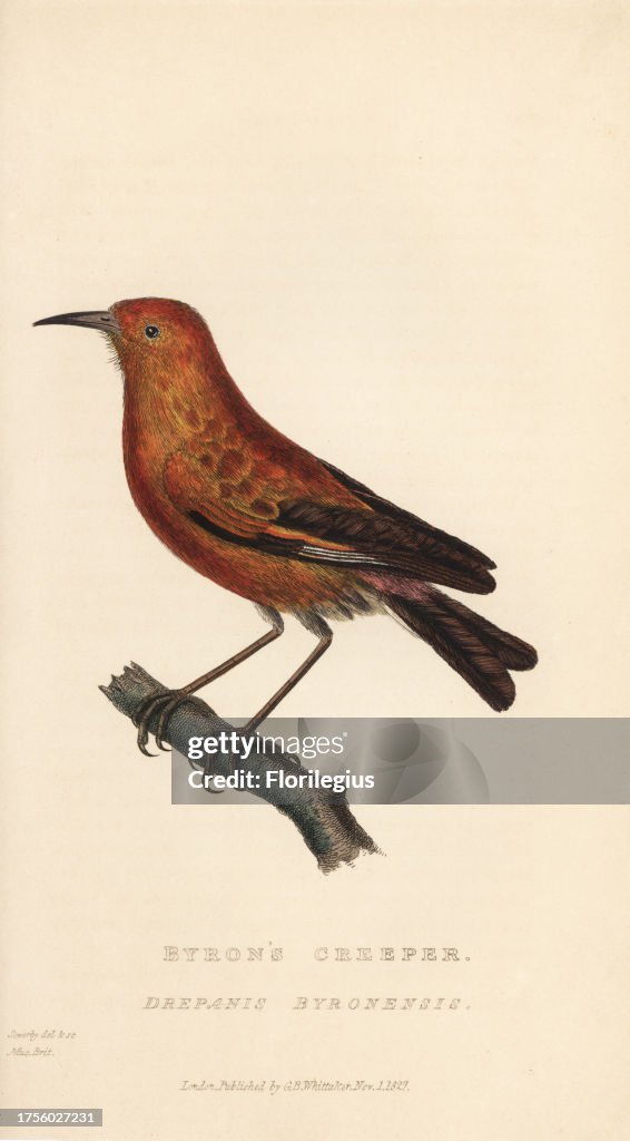 Apapane or Hawaiian honeycreeper, Himatione sanguinea