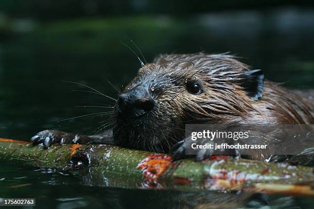 occupato beaver - beaver foto e immagini stock