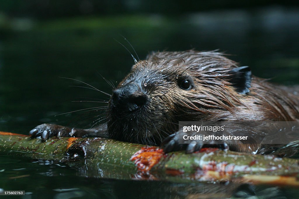 Beaver at sea observing nature