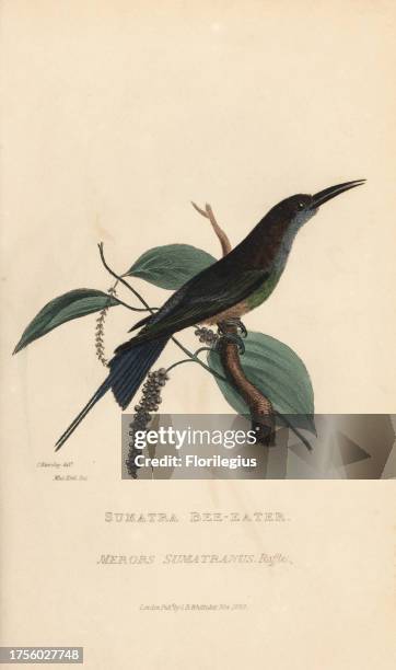 Blue-throated bee-eater, Merops viridis viridis . Handcoloured engraving after an illustration by H. Kearsley of a specimen in the Zoological Society...