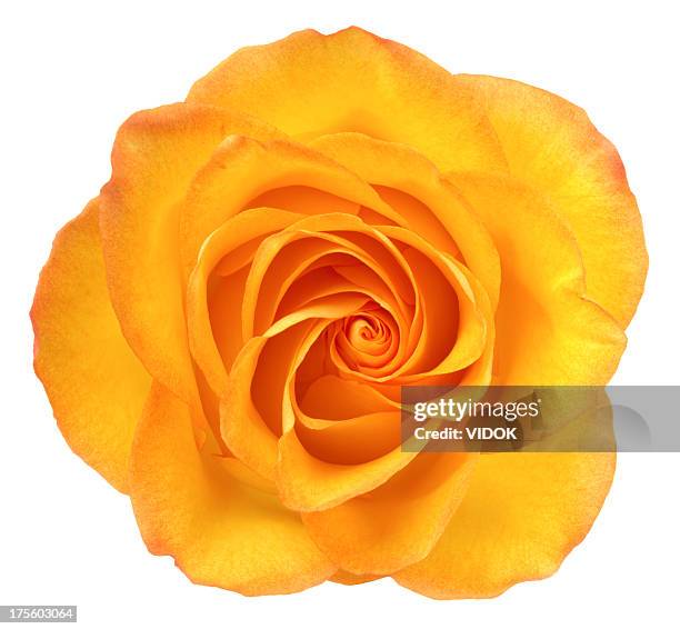 rose. - orange flower fotografías e imágenes de stock