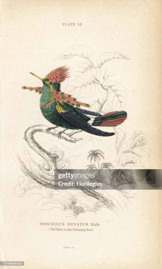 Tufted coquette, Lophornis ornatus, male