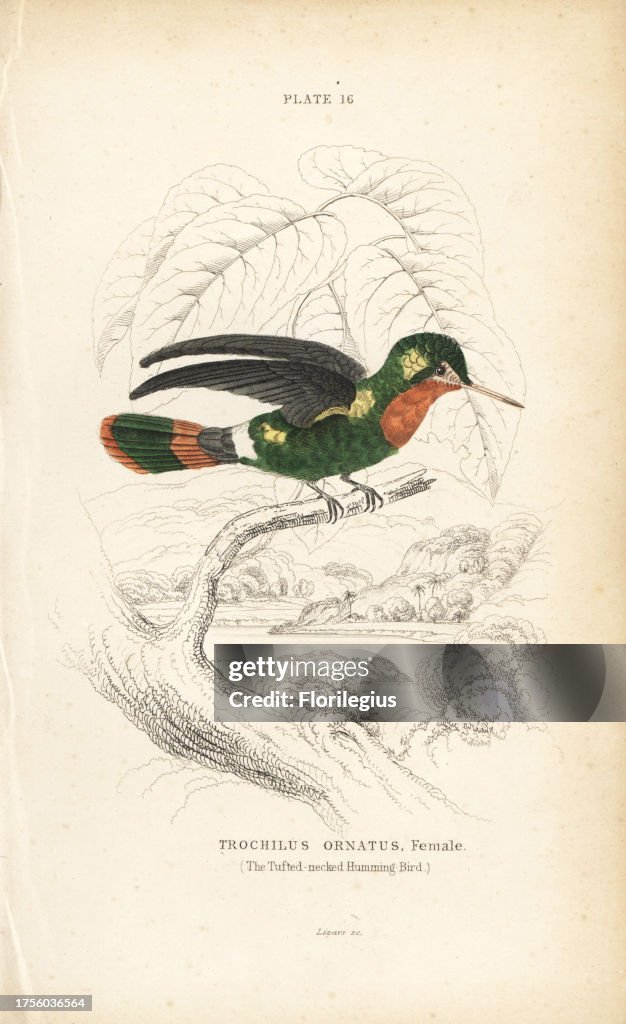 Tufted coquette, Lophornis ornatus, female