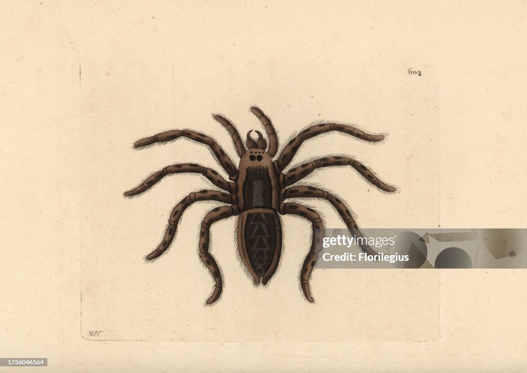 Tarantula wolf spider