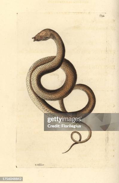 Tentacled snake, Erpeton tentaculatum . Illustration drawn and engraved by Richard Polydore Nodder. Handcoloured copperplate engraving from George...