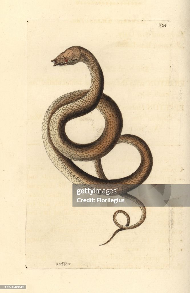 Tentacled snake