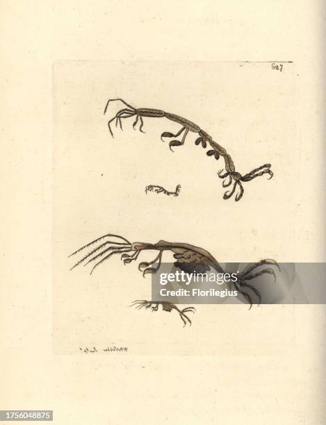 Skeleton shrimp, Caprella linearis . Illustration drawn and engraved by Richard Polydore Nodder. Handcoloured copperplate engraving from George Shaw...
