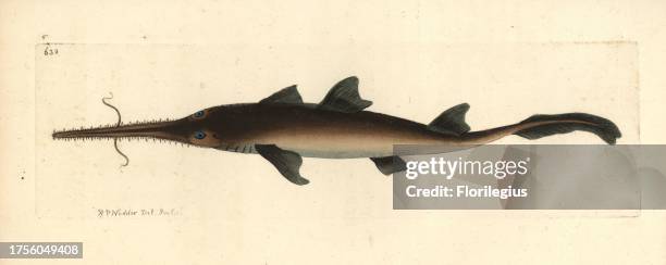 Longnose sawshark, News Photo