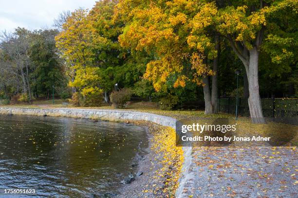 a yellow colored maple tree close to the water  with leaves on the ground and in the water. - utskuren bild stockfoto's en -beelden