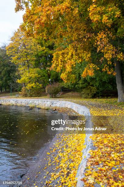 a yellow colored maple tree close to the water  with leaves on the ground and in the water. - djurgarden stock pictures, royalty-free photos & images