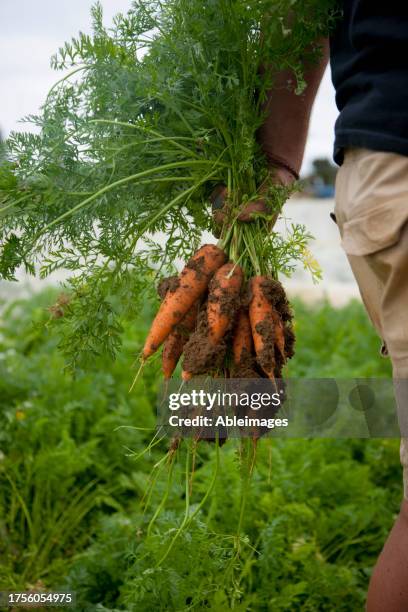 close up of a farmer hand holding a bunch of carrots covered in soil - over abundance stock pictures, royalty-free photos & images