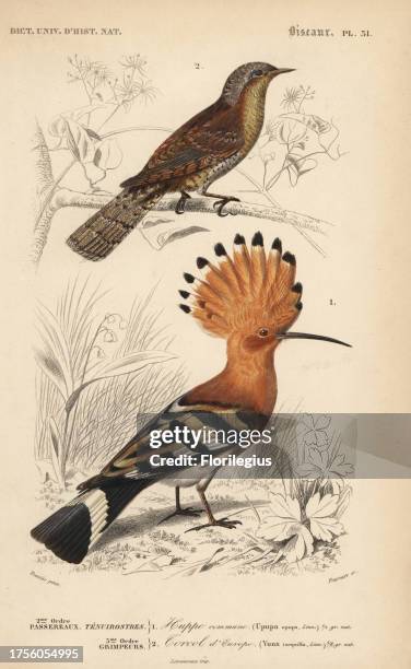 Hoopoe, Upupa epops, and Eurasian wryneck, Jynx torquilla. Handcoloured engraving by Fournier after an illustration by Edouard Travies from Charles...