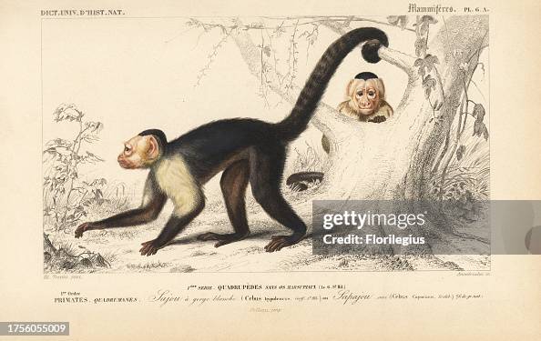 White-headed capuchin, Cebus capucinus White-headed capuchin, Cebus capucinus
