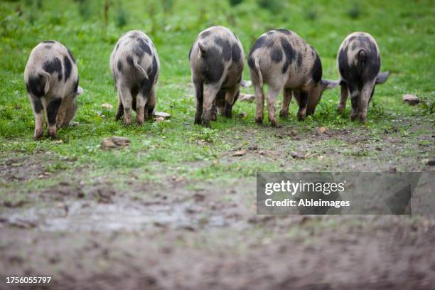 back view of spotty piglets eating - animal back stock pictures, royalty-free photos & images