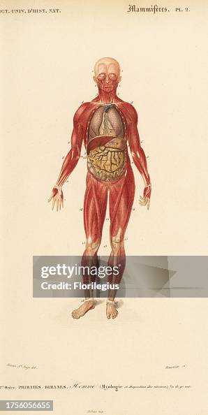 Human musculature and internal organs. Handcolored engraving by... News ... Biology Diagrams