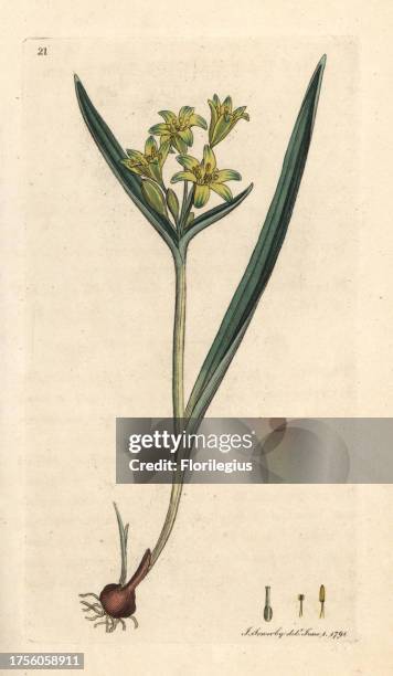 Yellow star of Bethlehem, Gagea lutea . Handcoloured copperplate engraving after an illustration by James Sowerby from James Smith's English Botany,...